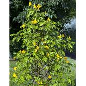 Cassia Angustifolia-Sennesblatt, Urtinktur oder Pflanzenextrakt BIO