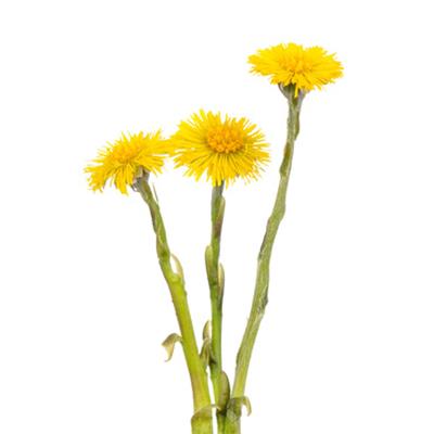 Tussilago Farfara-Huflattich, gewönlicher, Urtinktur oder Pflanzenextrakt BIO
