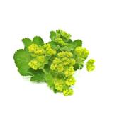 Alchemilla Vulgaris-Frauenmantel, gemeiner, Urtinktur oder Pflanzenextrakt BIO