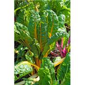 Beta Vulgaris-Beete, Urtinktur oder Pflanzenextrakt BIO