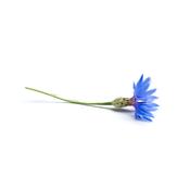 Centaurea Cyanus-Kornblume, Urtinktur oder Pflanzenextrakt BIO