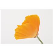 Eschscholtzia Californica - Kalifornischer Mohn, Urtinktur oder Pflanzenextrakt BIO