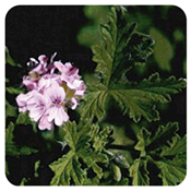 Ätherisches Öl Geranium - Pelargonium