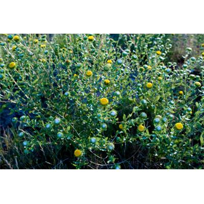 Grindelia Robusta, Urtinktur oder Pflanzenextrakt BIO