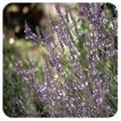 Ätherisches Öl Hybridlavendel/Lavendin - Lavandula intermedia clone super BIO