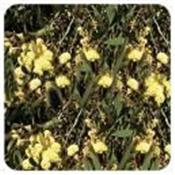 Ätherisches Öl Menthol - Eukalyptus - Eucalyptus dives ct piperitone