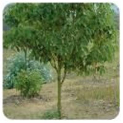 Ätherisches Öl Kampfer - Cinnamomum camphora ct cineole BIO