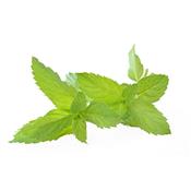 Ätherisches Öl Pfefferminze - Mentha Piperita BIO