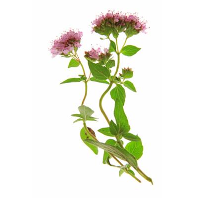 Origanum Vulgare-Dost, wilder, Urtinktur oder Pflanzenextrakt BIO
