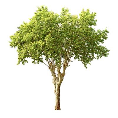 Platanus Orientalis-Kleiderbaum, Knospen Glycerinmazerat BIO