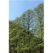 Populus Tremula-Aspe, Urtinktur oder Pflanzenextrakt BIO