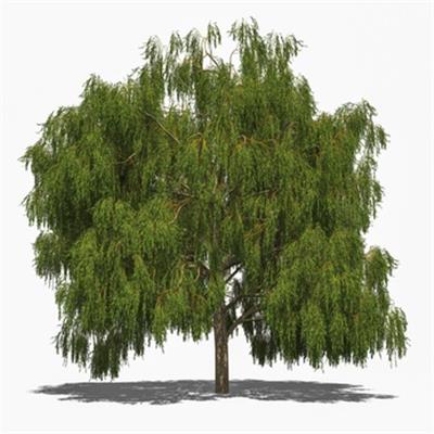 Salix Alba-Silberweide, Urtinktur oder Pflanzenextrakt BIO