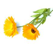 Calendula Officinalis-Ringelblume, gebräuchliche, Urtinktur oder Pflanzenextrakt BIO