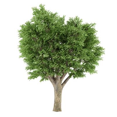 Ulmus Campestris-Feldulme, Urtinktur oder Pflanzenextrakt BIO