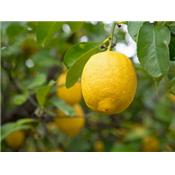 Citrus Limonum-Zitrone, Knospen Glycerinmazerat BIO