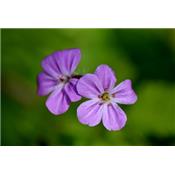 Geranium Robertianum-Kraut, gottesgnaden, Urtinktur oder Pflanzenextrakt BIO