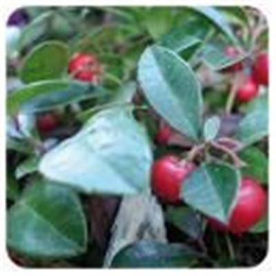 Ätherisches Öl Wintergrünöl - Gaultheria procumbens