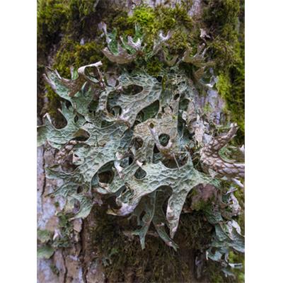 Cetraria Islandica, Urtinktur oder Pflanzenextrakt BIO
