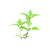 Ocimum Basilicum-Basilge, Urtinktur oder Pflanzenextrakt BIO