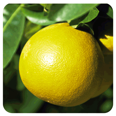 Ätherisches Öl Grapefruit - Citrus paradisi BIO