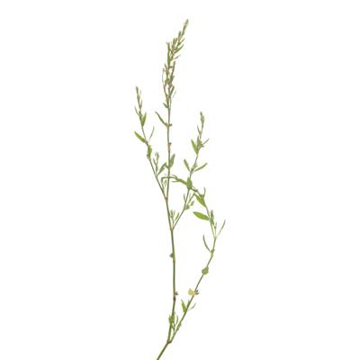 Polygonum Aviculaire, Urtinktur oder Pflanzenextrakt BIO