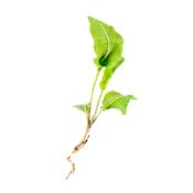 Cochlearia Armoracia-Kren, Urtinktur oder Pflanzenextrakt BIO