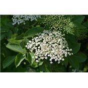 Sambucus Nigra-Schwarzer Holunder, Urtinktur oder Pflanzenextrakt BIO