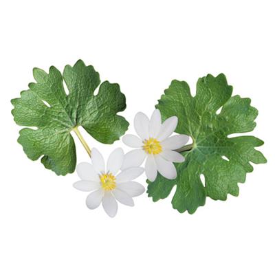 Sanguinaria Canadensis, Urtinktur oder Pflanzenextrakt BIO