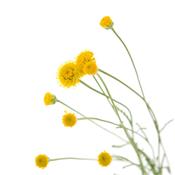 Santolina Chamaecyparissus, Urtinktur oder Pflanzenextrakt BIO