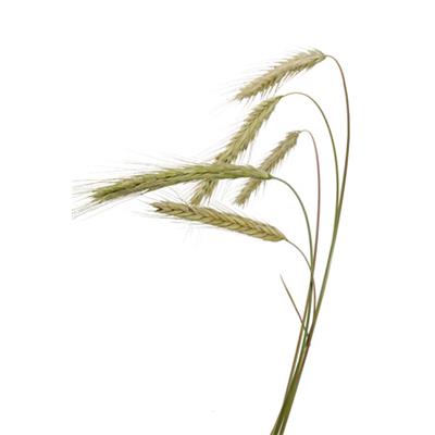 Secale Cereale-Roggen, Knospen Glycerinmazerat BIO