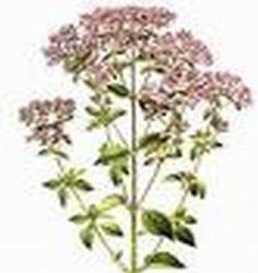 Ätherisches Öl Oregano - Origanum compactum BIO