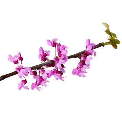 Cersis Siliquastrum-Johannisbrot, wildes, Knospen Glycerinmazerat BIO