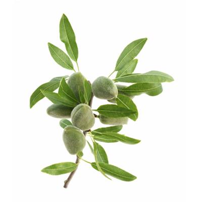 Amygdalus Communis Dulcis, Urtinktur oder Pflanzenextrakt BIO