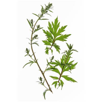 Artemisia vulgaris-Beifuss, gemeiner, Urtinktur oder Pflanzenextrakt BIO