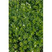 Asperula Odorata, Urtinktur oder Pflanzenextrakt BIO