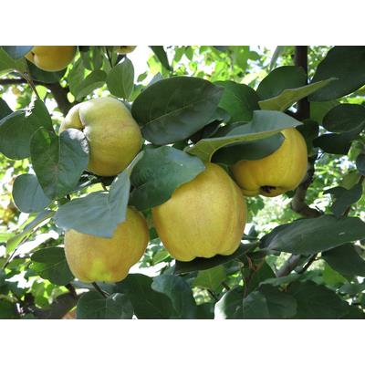 Cydonia Vulgaris-Quitte, Urtinktur oder Pflanzenextrakt BIO