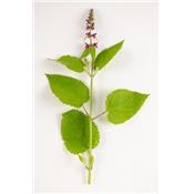 Stachys Silvatica-Waldnessel, grosse, Urtinktur oder Pflanzenextrakt BIO