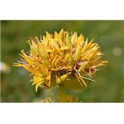 Gentiana Lutea-Bitterwurz, Urtinktur oder Pflanzenextrakt BIO