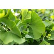 Ginkgo Biloba-Gingko, Knospen Glycerinmazerat BIO