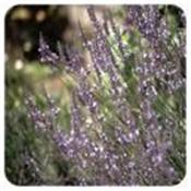 Ätherisches Öl Hybridlavendel/Lavendin - Lavandula intermedia clone super BIO