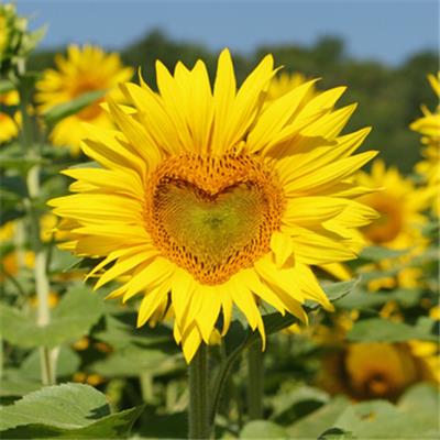 Helianthus Annuus-Sonnenblume, Urtinktur oder Pflanzenextrakt BIO