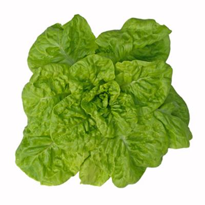 Lactuca Sativa-Lattich, (garten-), Urtinktur oder Pflanzenextrakt BIO
