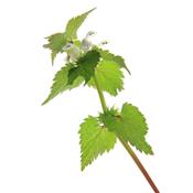 Lamium Album-Weiße Taubnessel, Urtinktur oder Pflanzenextrakt BIO