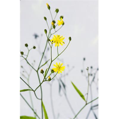 Lampsana Communis-Lattich, hasen, Urtinktur oder Pflanzenextrakt BIO
