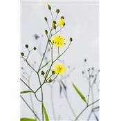 Lampsana Communis-Lattich, hasen, Urtinktur oder Pflanzenextrakt BIO