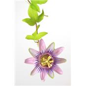 Passiflora Incarnata, Urtinktur oder Pflanzenextrakt BIO