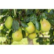 Pirus Communis-Birnbaum, Urtinktur oder Pflanzenextrakt BIO