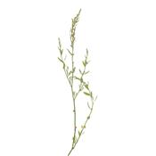 Polygonum Aviculaire, Urtinktur oder Pflanzenextrakt BIO