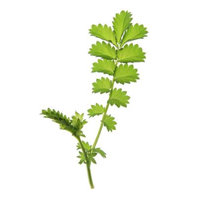 Poterium Sanguisorba, Urtinktur oder Pflanzenextrakt BIO