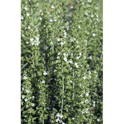 Satureia Montana, Urtinktur oder Pflanzenextrakt BIO